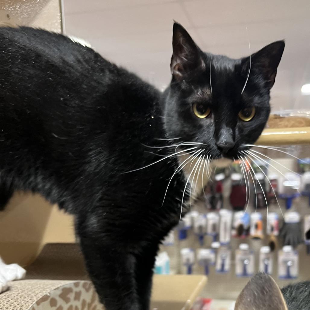 Cleo, Adoptable, Adult Female Domestic Short Hair.