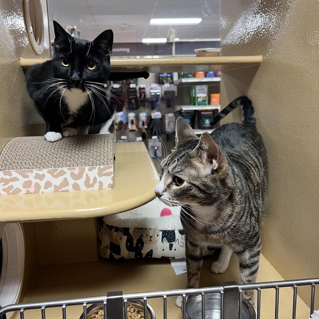 Enlarge Cleo, a Adoptable Domestic Short Hair in Oceanside, NY image 2/2