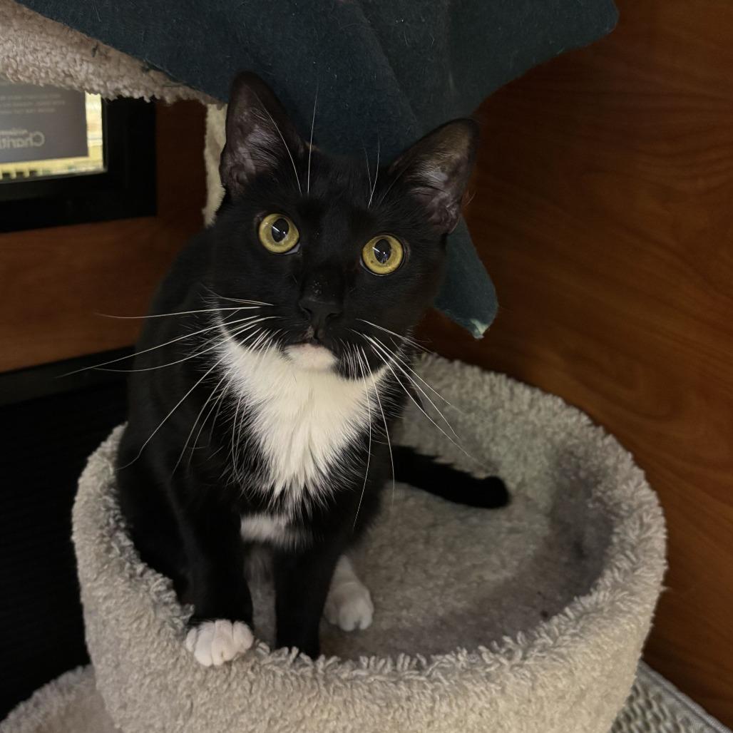 Cleo, a Adoptable Domestic Short Hair in Oceanside, NY image 4/4