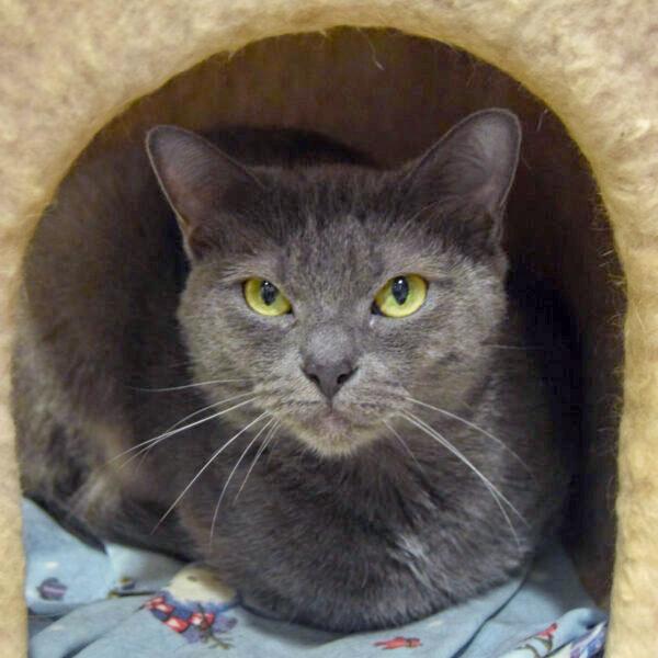 Enlarge Junipurr, a Adoptable mixed breed in Huntley, IL image 4/5