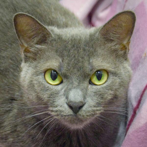 Junipurr, Adoptable, Young Female Russian Blue & Domestic Short Hair.