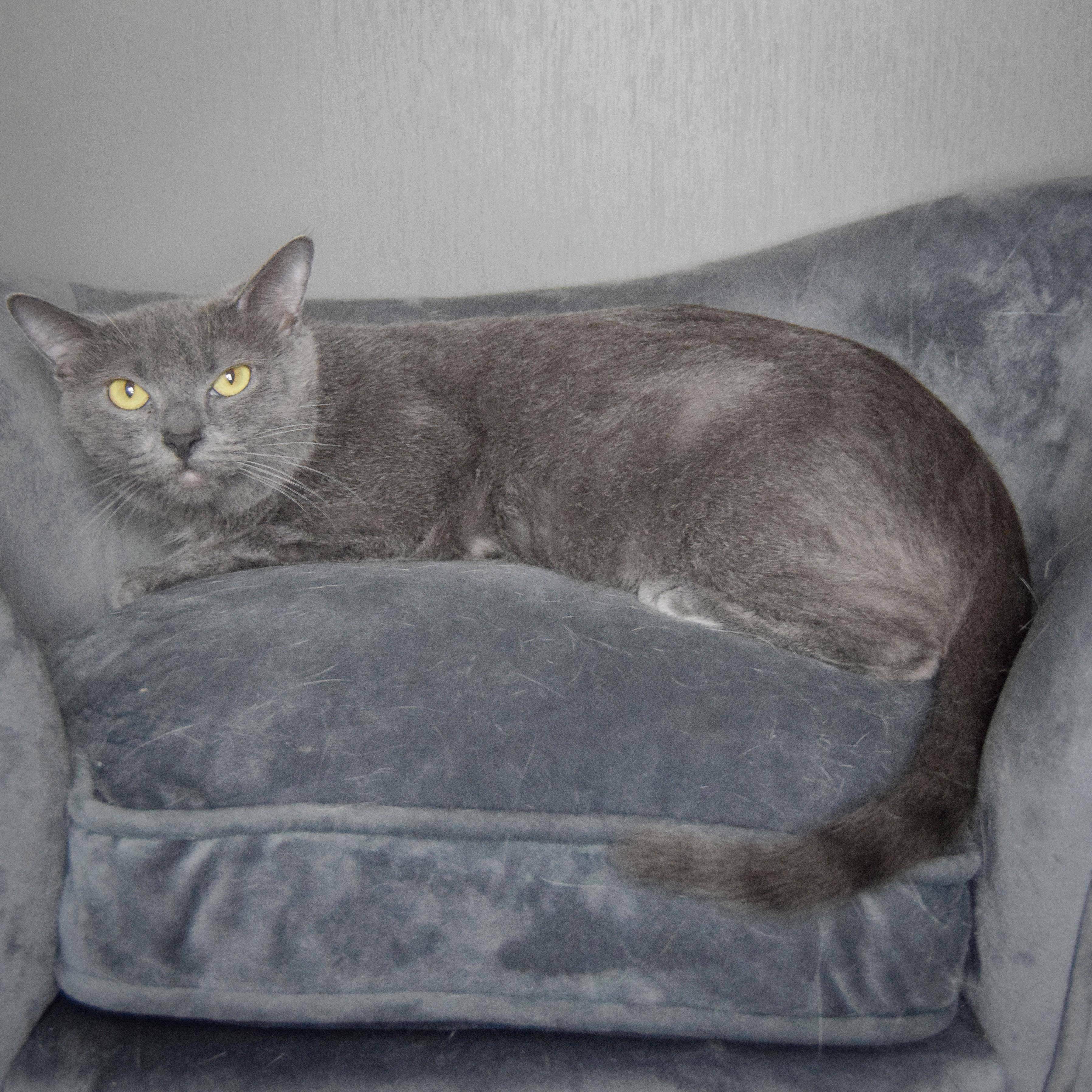 Enlarge Junipurr, a Adoptable mixed breed in Huntley, IL image 5/5