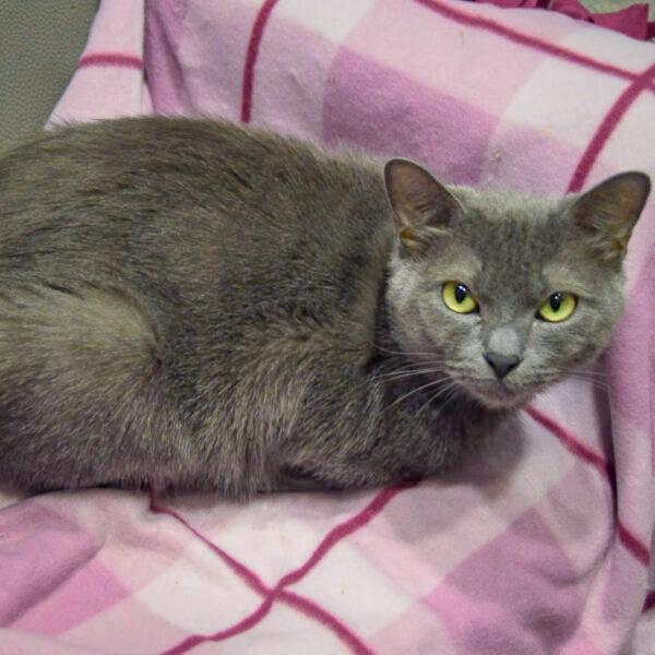 Enlarge Junipurr, a Adoptable mixed breed in Huntley, IL image 2/5