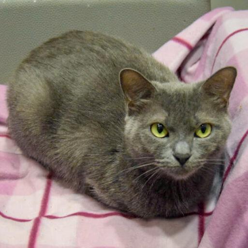 Enlarge Junipurr, a Adoptable mixed breed in Huntley, IL image 3/5