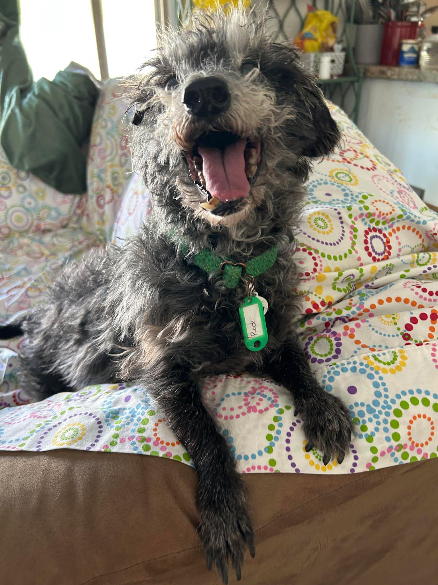 Rook, a ADOPTABLE mixed breed in Phoenix, AZ image 3/4