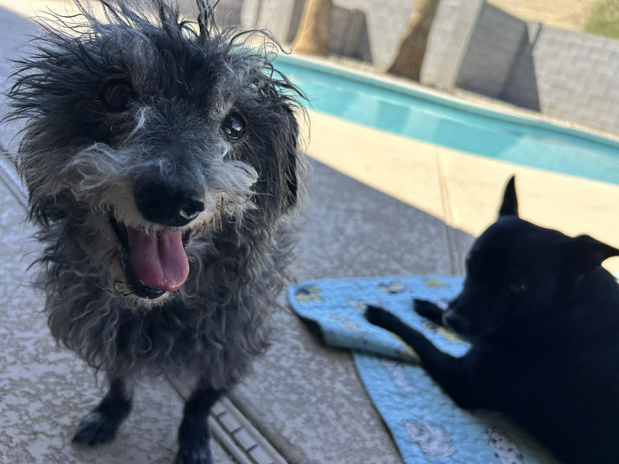 Rook, ADOPTABLE, Senior Male Terrier.