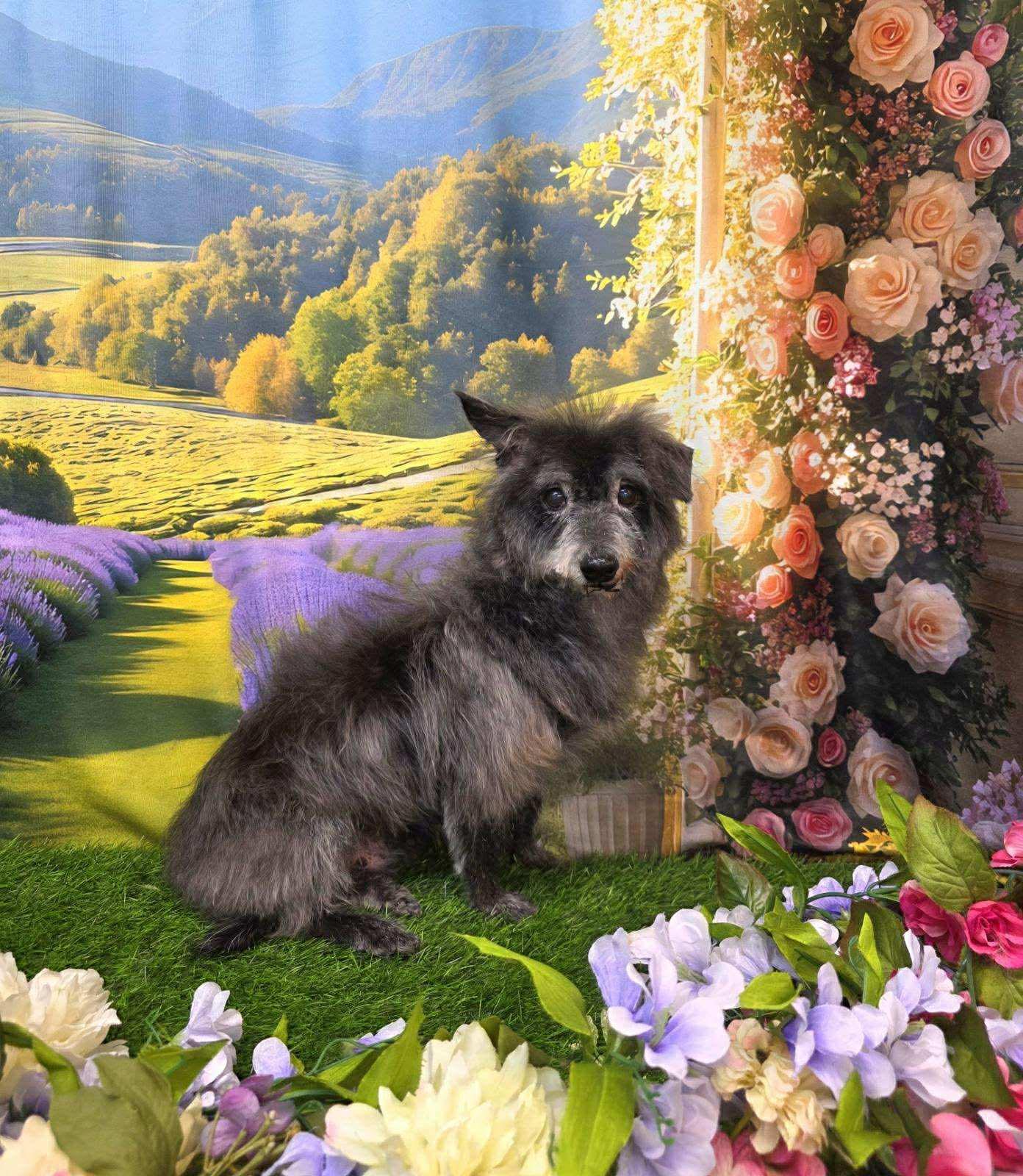 Rook, ADOPTABLE, Senior Male Miniature Poodle.