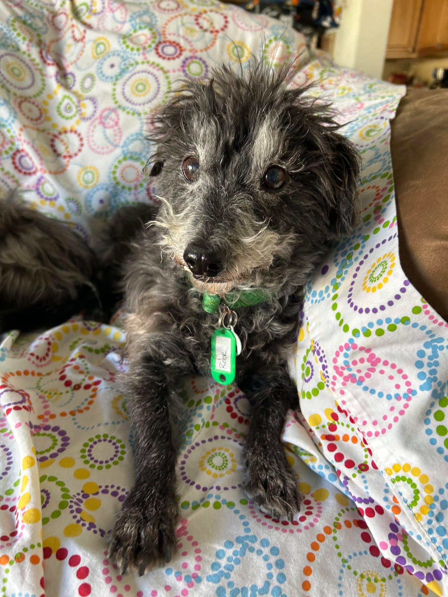 Rook, a ADOPTABLE mixed breed in Phoenix, AZ image 1/4