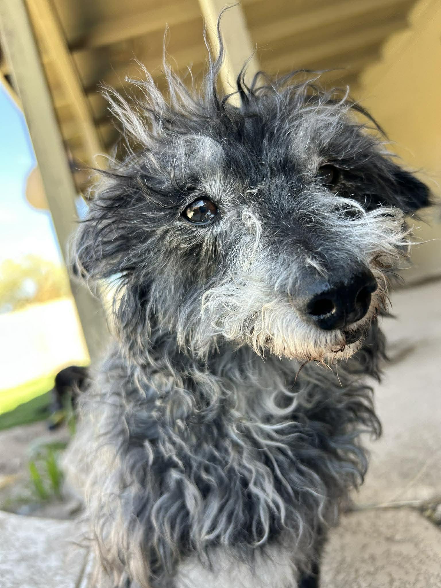 Rook, a ADOPTABLE mixed breed in Phoenix, AZ image 6/6