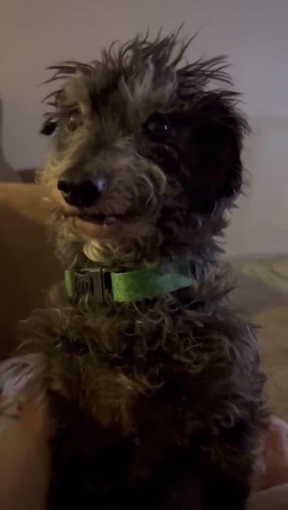 Enlarge Rook, a ADOPTABLE mixed breed in Phoenix, AZ video 5/5