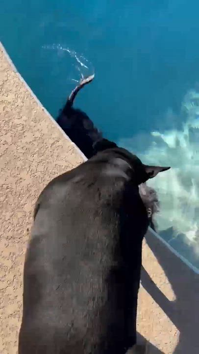 Enlarge Rook, a ADOPTABLE mixed breed in Phoenix, AZ video 6/6