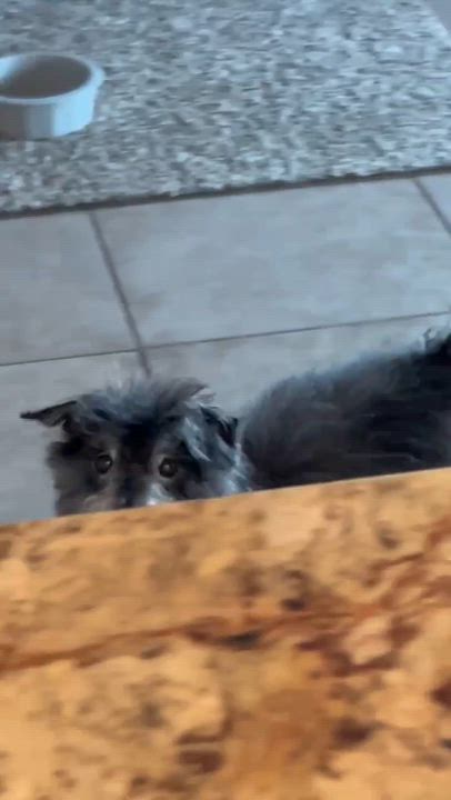 Enlarge Rook, a ADOPTABLE mixed breed in Phoenix, AZ video 4/5