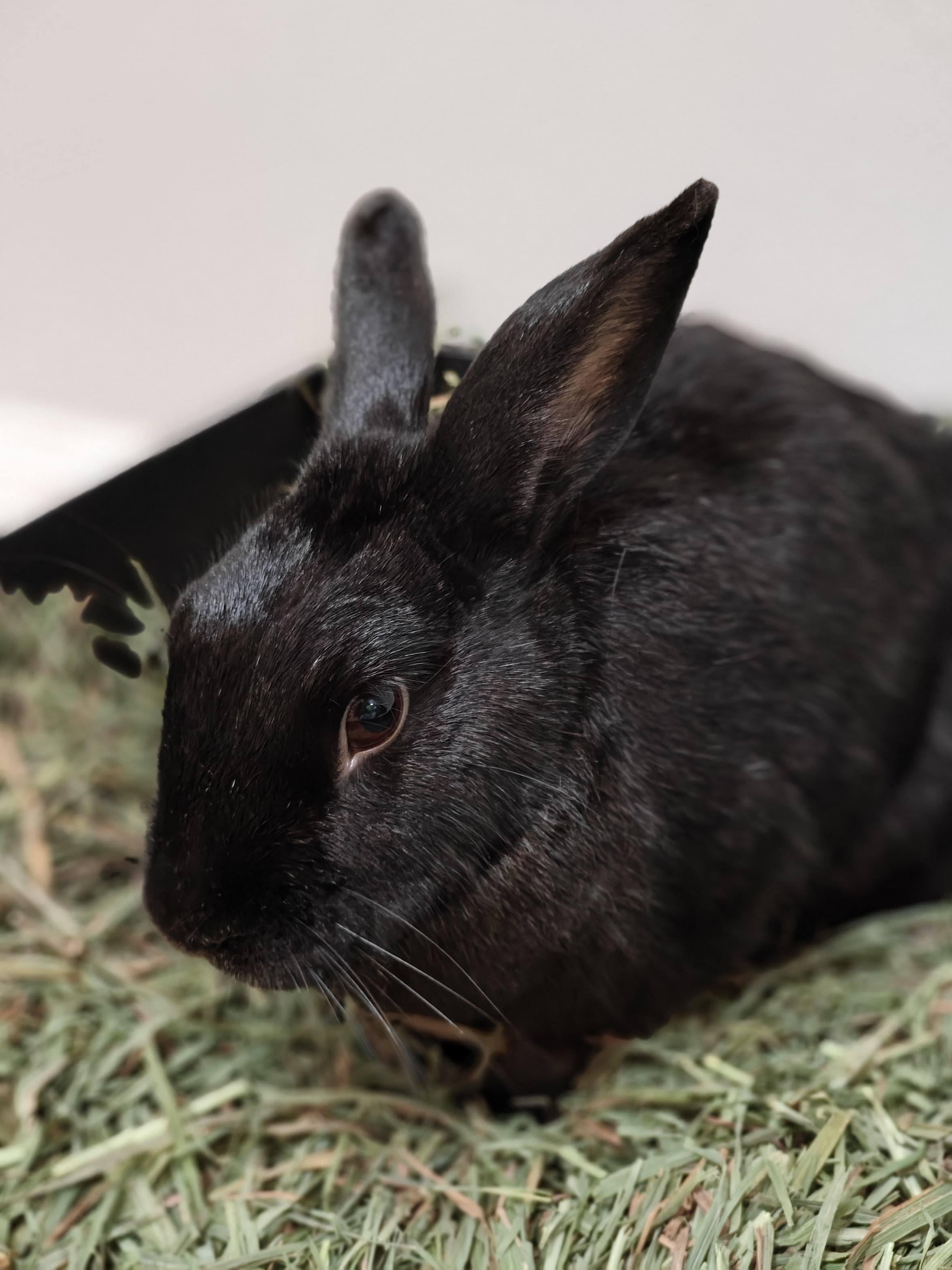 Babu (bonded with Anna)*, Adoptable, Adult Male Havana.