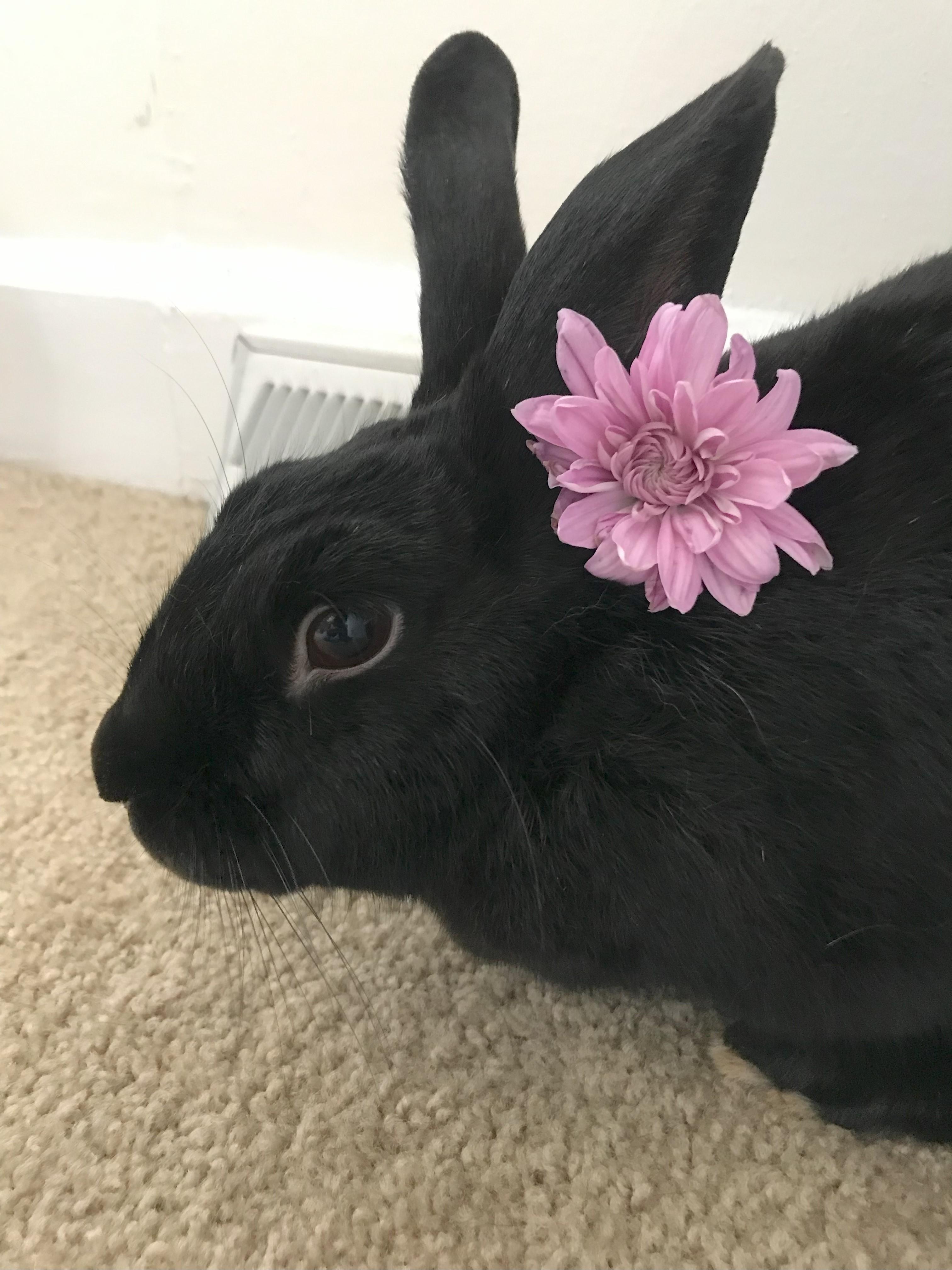 Babu (bonded with Anna)*, a Adoptable mixed breed in Rockville, MD image 3/4