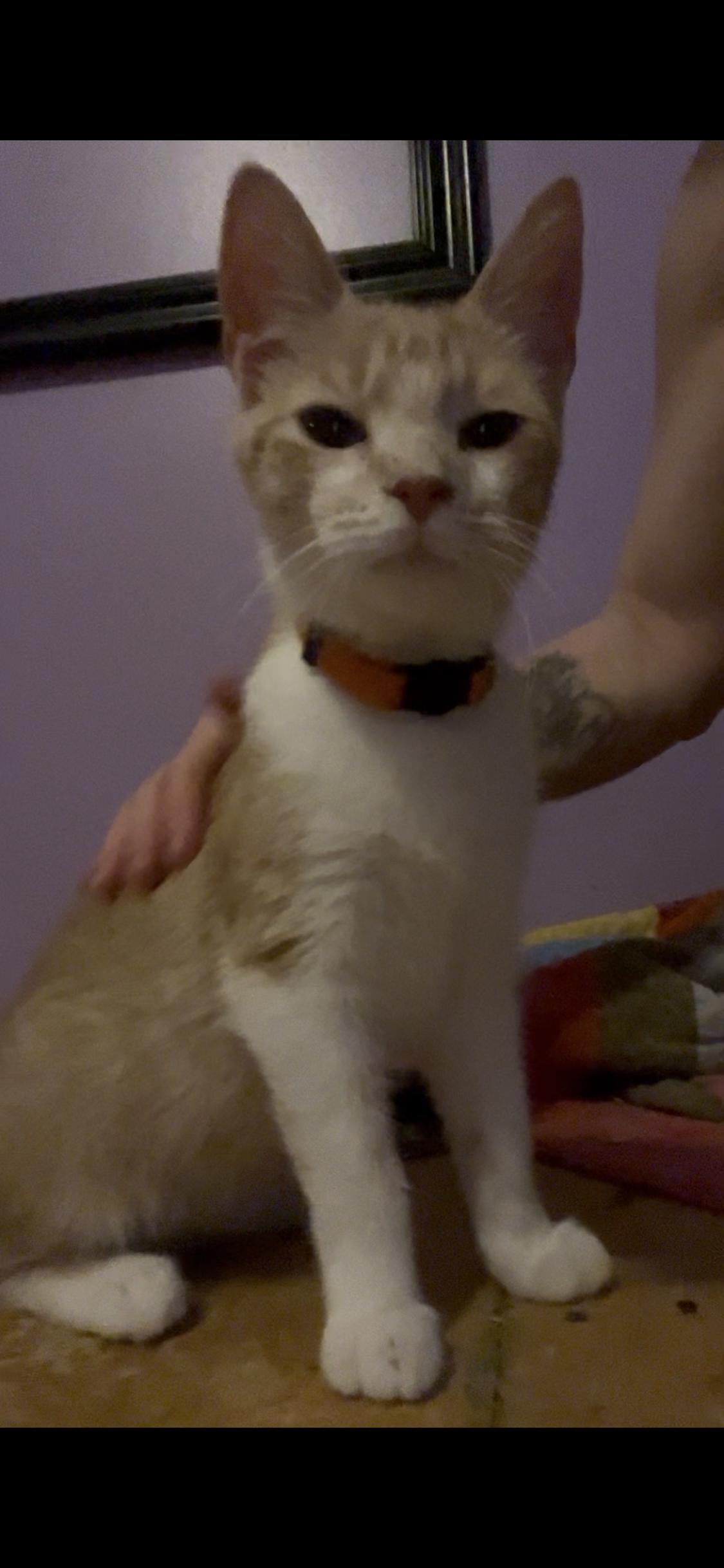 Enlarge Parsley, a ADOPTABLE mixed breed in Newark valley, NY image 2/5