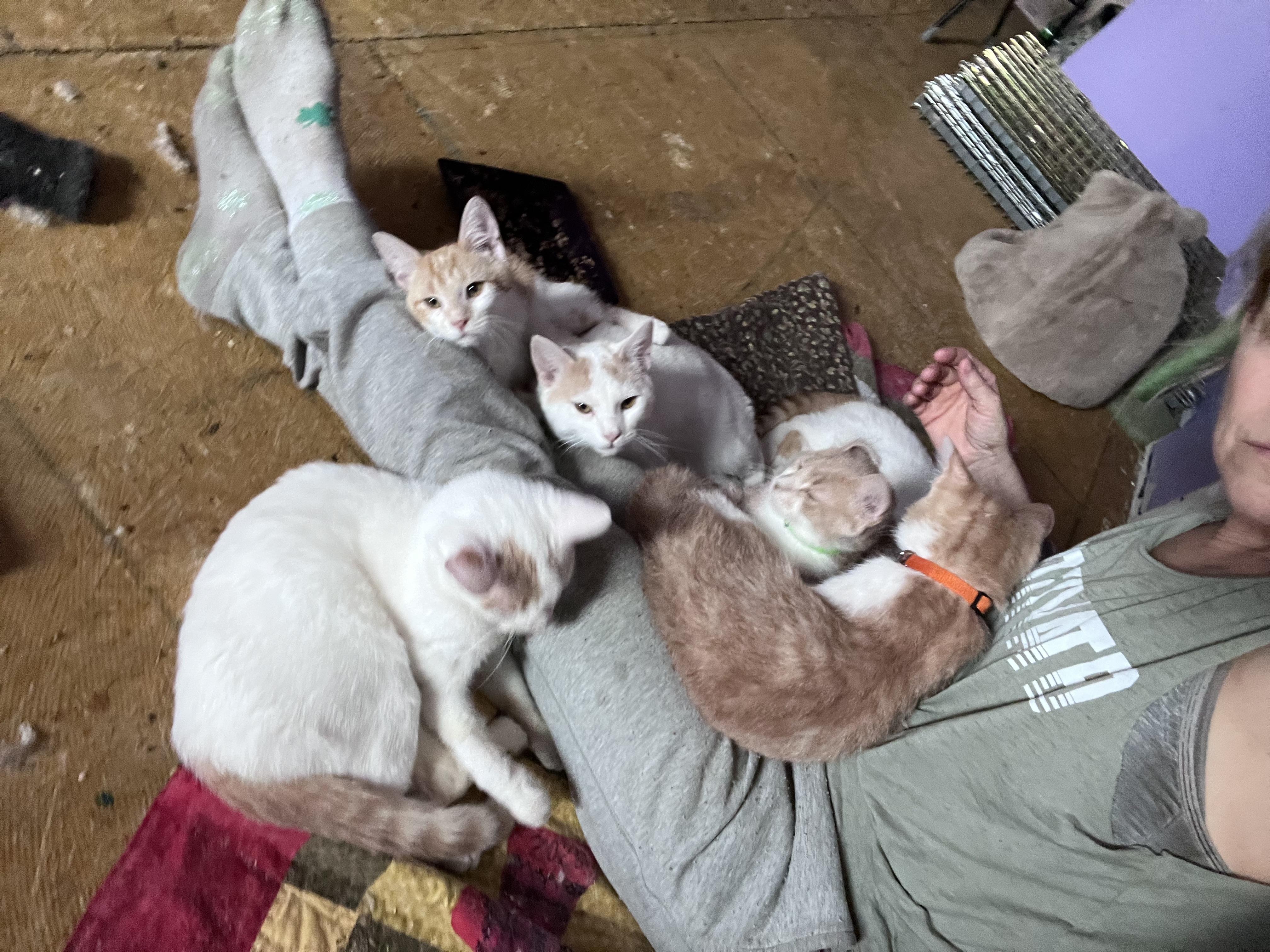 Enlarge Parsley, a ADOPTABLE mixed breed in Newark valley, NY image 4/5