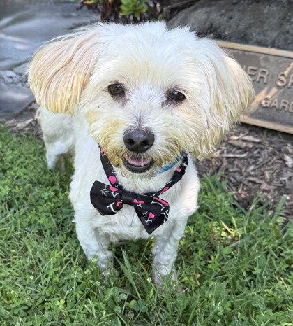 Moonie, Adoptable, Senior Male Maltese.