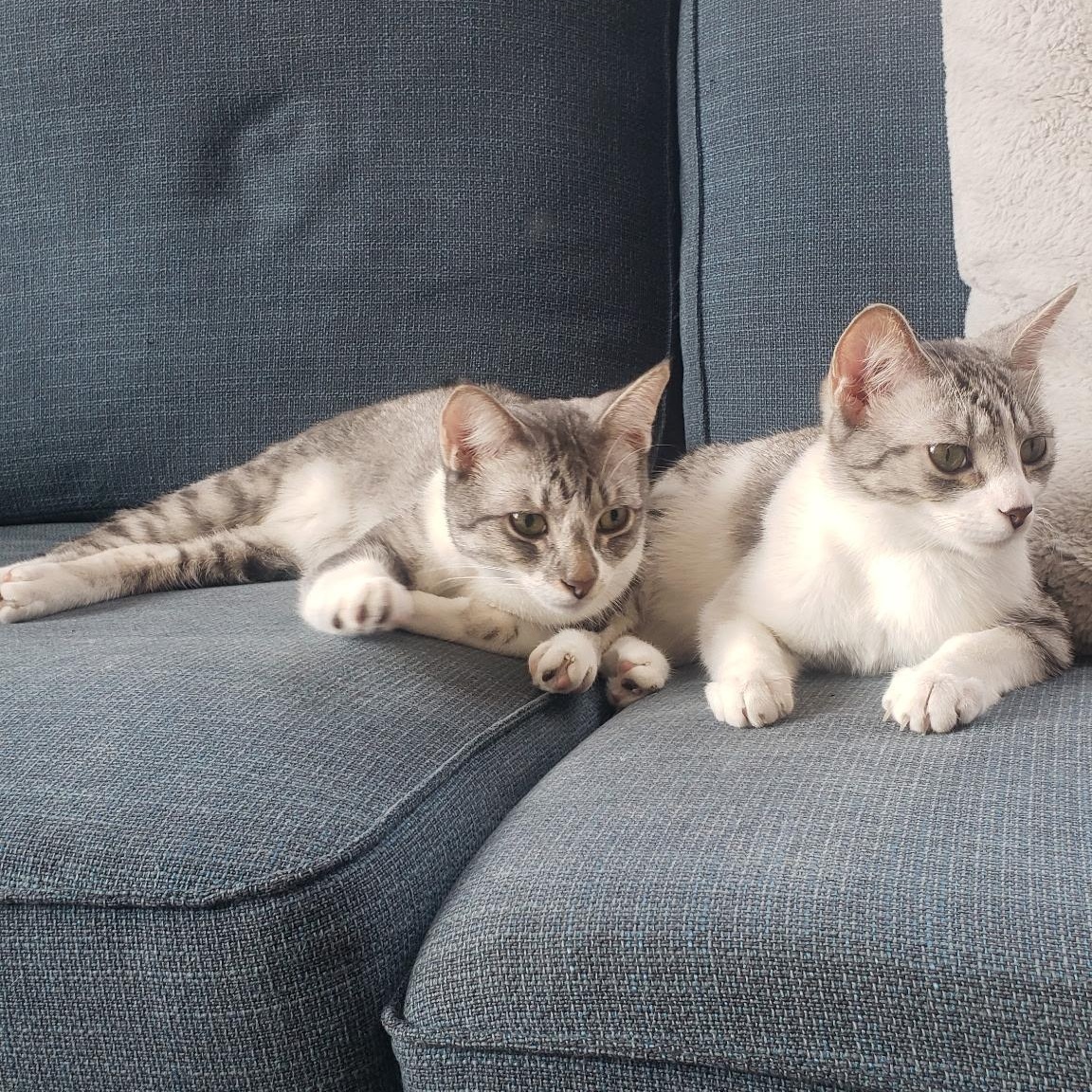 Enlarge Roy (bonded with Ricki), a Adoptable Domestic Short Hair in Chicago, IL image 6/6