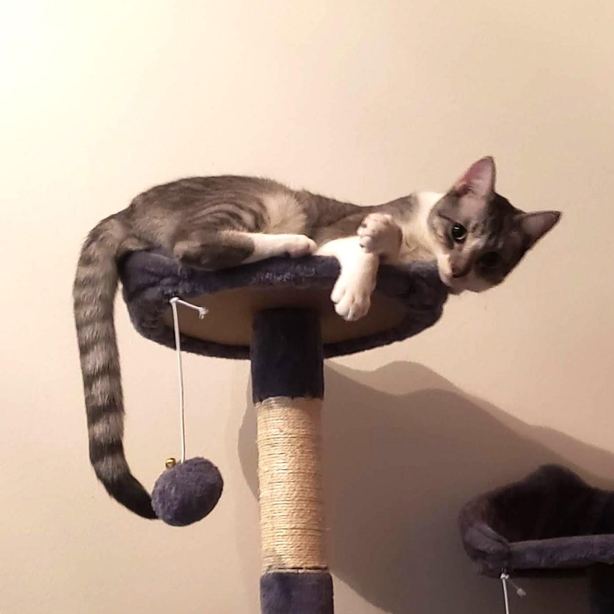 Enlarge Roy (bonded with Ricki), a Adoptable Domestic Short Hair in Chicago, IL image 3/6