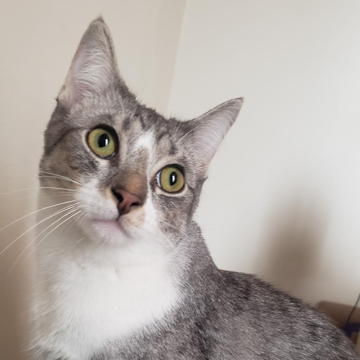 Enlarge Roy (bonded with Ricki), a Adoptable Domestic Short Hair in Chicago, IL image 1/6