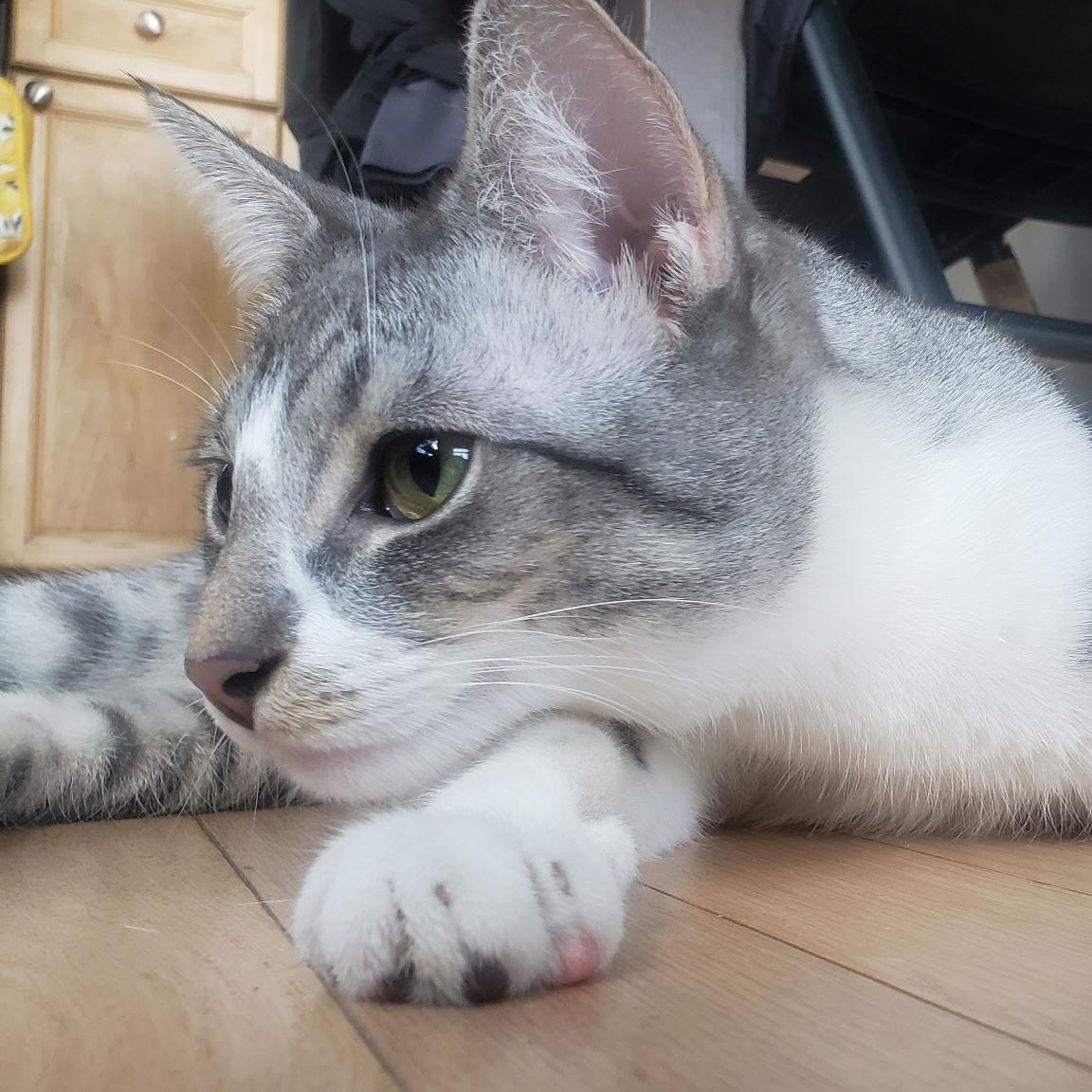 Enlarge Roy (bonded with Ricki), a Adoptable Domestic Short Hair in Chicago, IL image 4/6