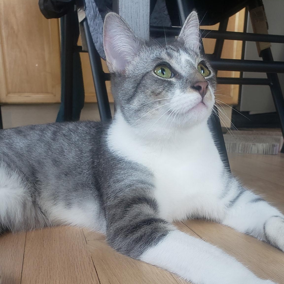 Enlarge Roy (bonded with Ricki), a Adoptable Domestic Short Hair in Chicago, IL image 2/6