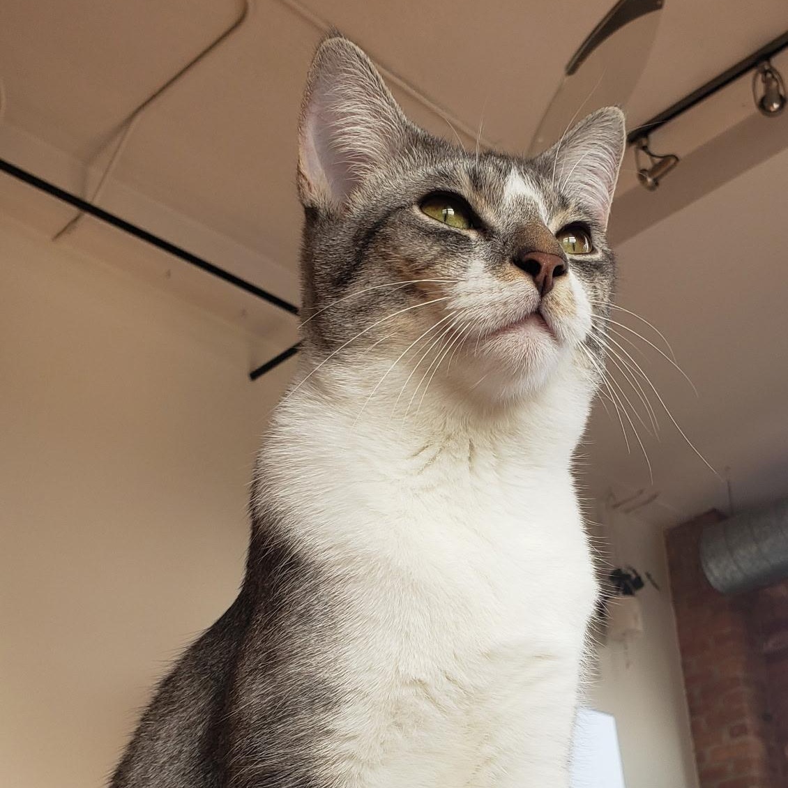 Enlarge Roy (bonded with Ricki), a Adoptable Domestic Short Hair in Chicago, IL image 5/6