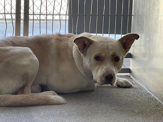 DINO, Adoptable, Young Male Pit Bull Terrier & Mixed Breed.