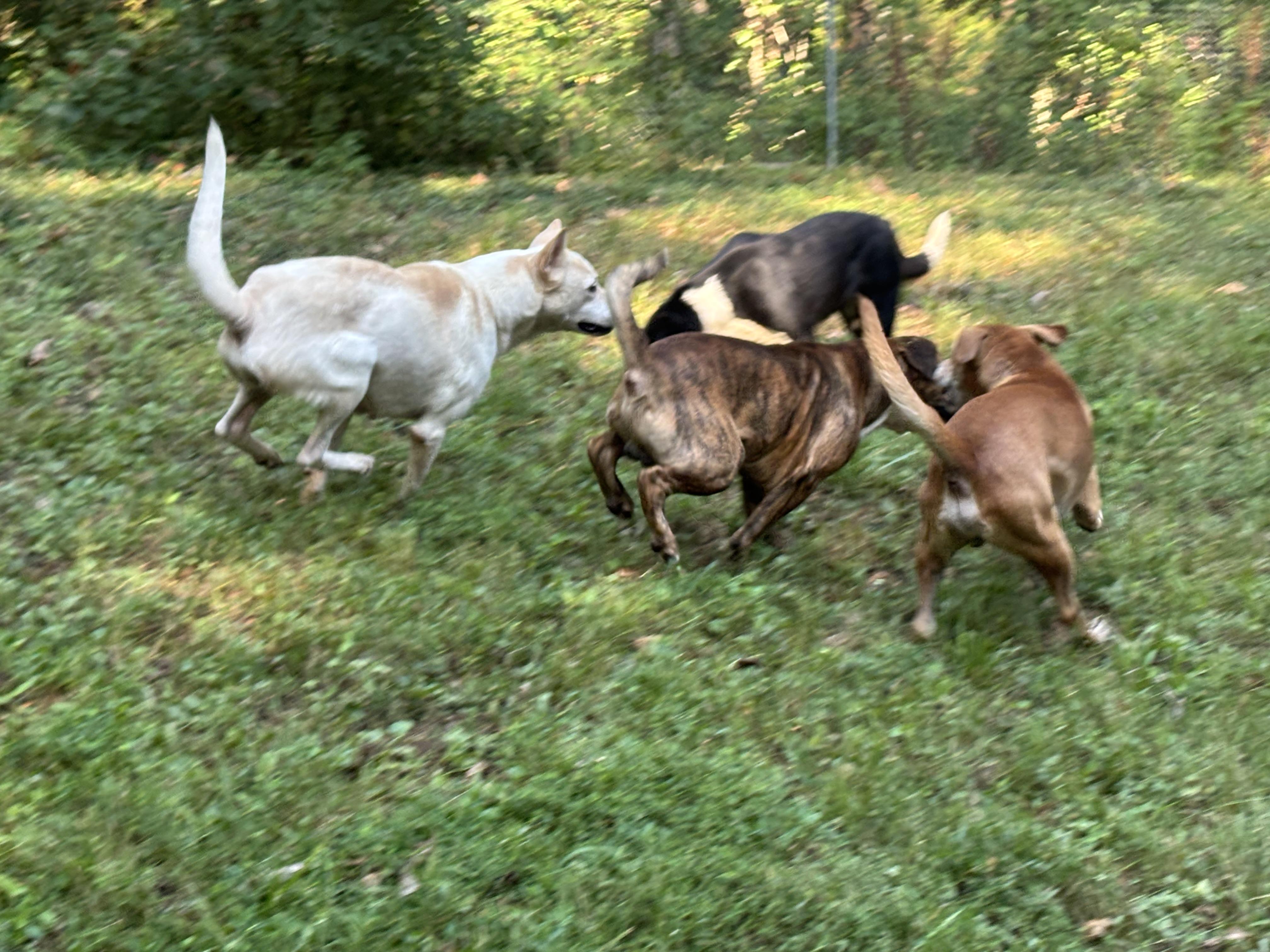 Enlarge Whisky, a Adoptable mixed breed in Rogers, AR image 2/2