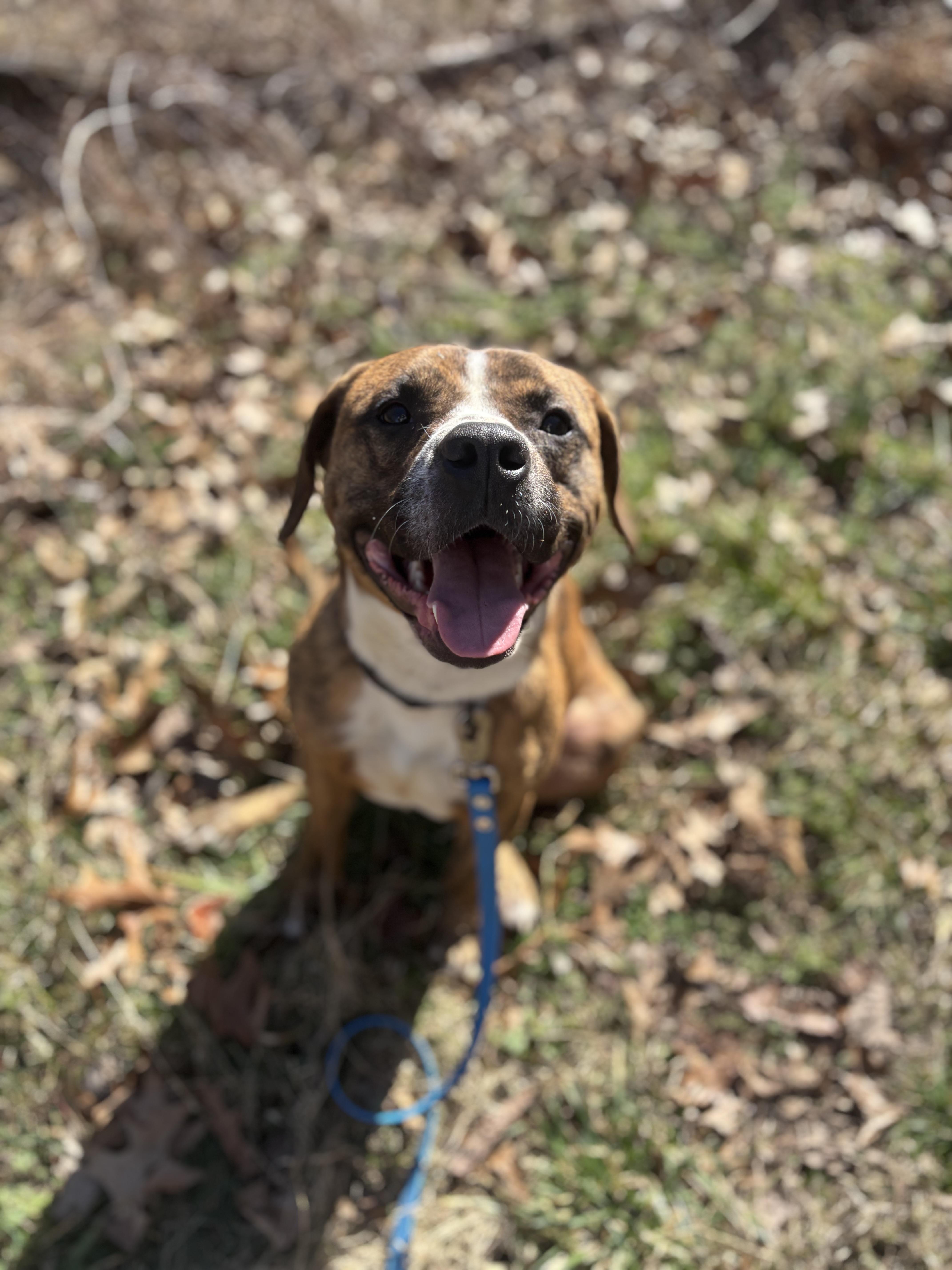 Enlarge Whisky, a Adoptable mixed breed in Rogers, AR image 1/3