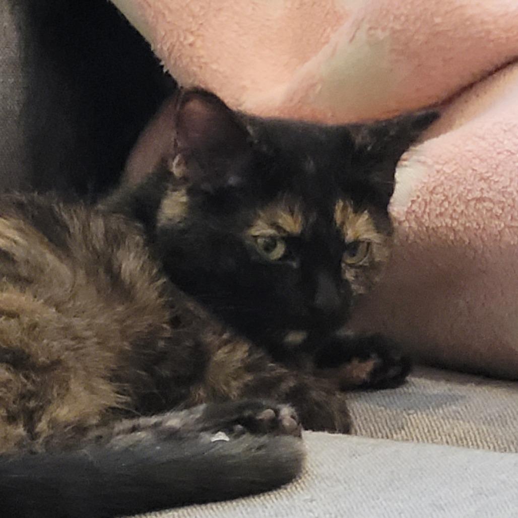 Sousaphone, Adoptable, Kitten Female Domestic Short Hair.