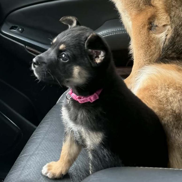 Enlarge Gemma, a Adoptable mixed breed in Memphis, TN image 4/6