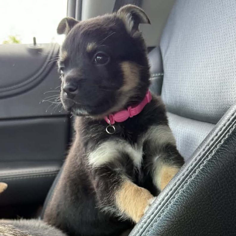 Enlarge Gemma, a Adoptable mixed breed in Memphis, TN image 6/6