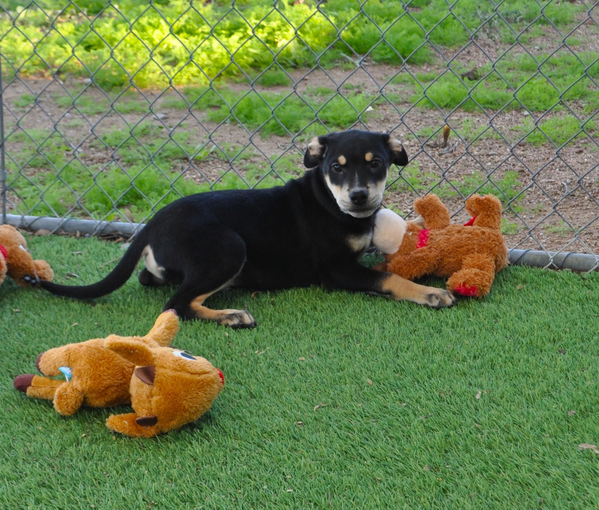 Cola, a ADOPTABLE mixed breed in Apache Junction, AZ image 1/4
