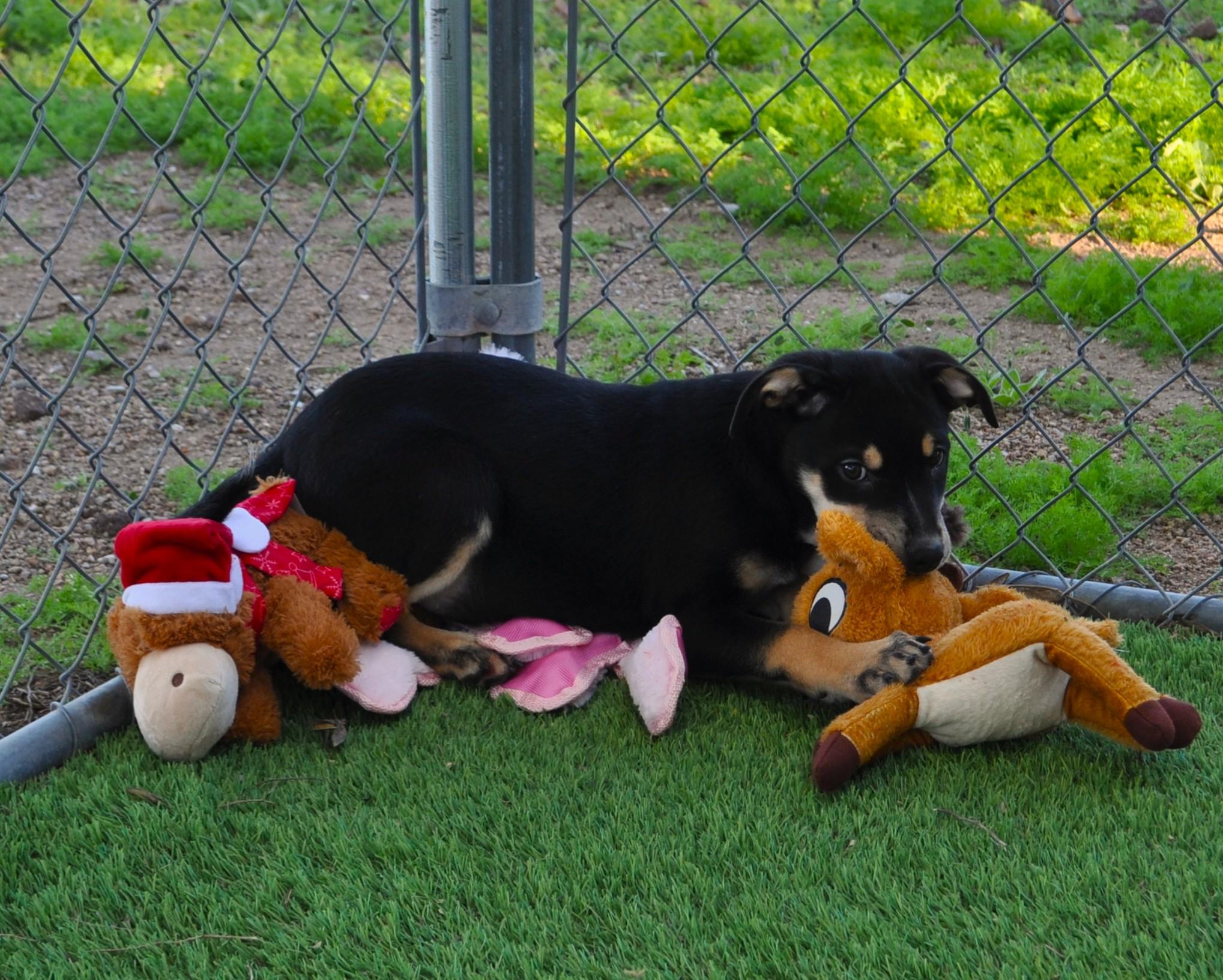 Cola, a ADOPTABLE mixed breed in Apache Junction, AZ image 2/4