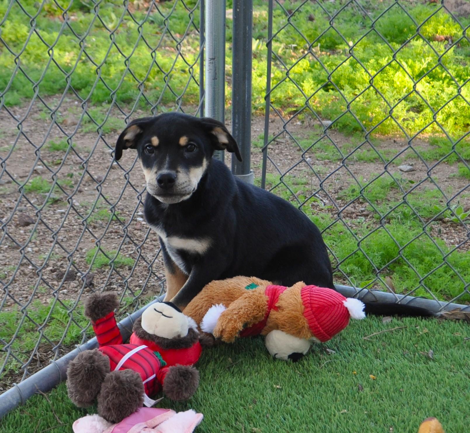 Cola, a ADOPTABLE mixed breed in Apache Junction, AZ image 3/4