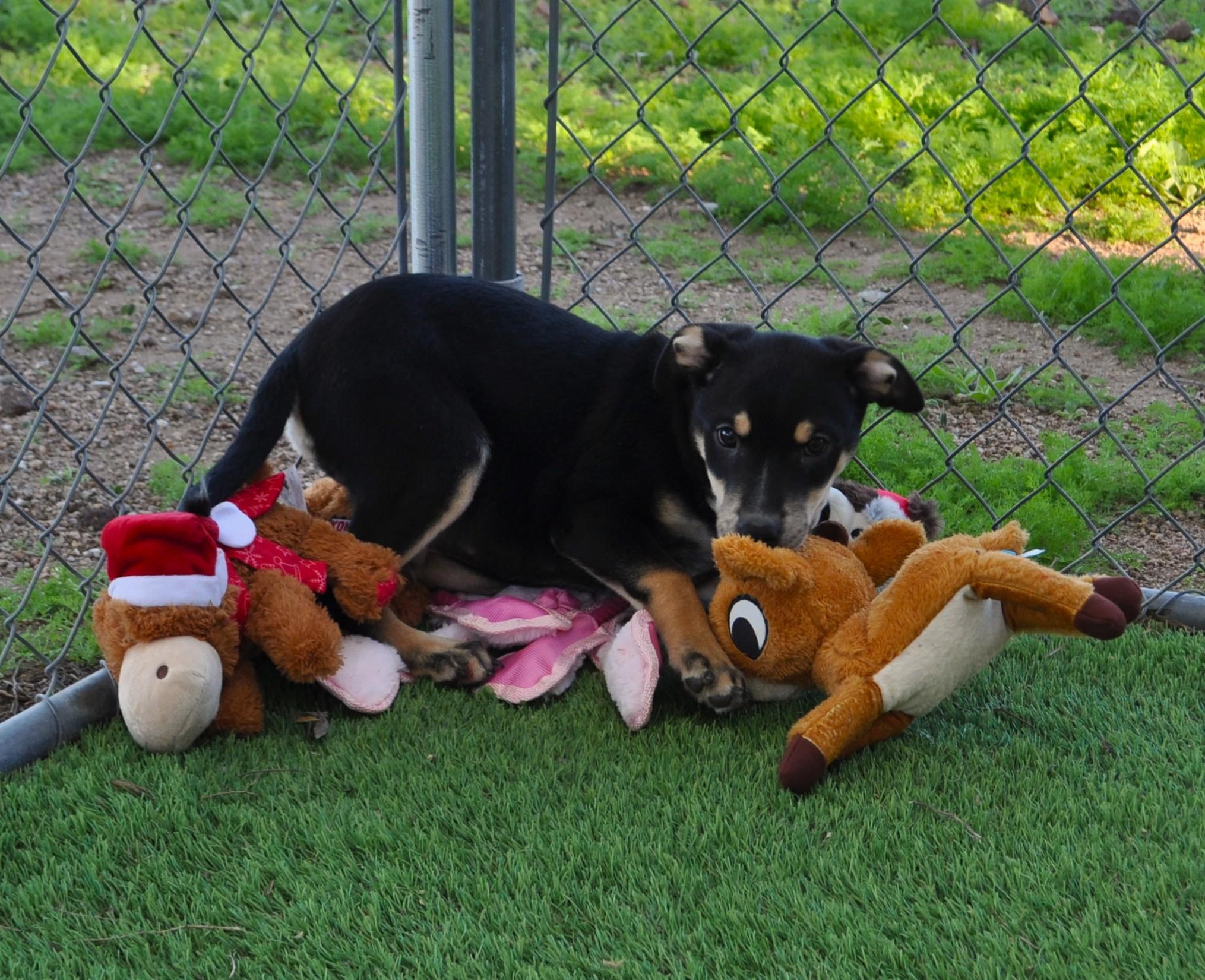 Cola, a ADOPTABLE mixed breed in Apache Junction, AZ image 4/4