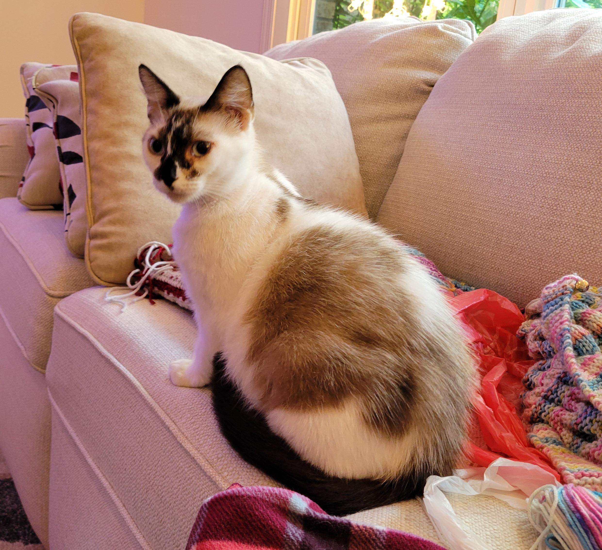 Iman, an adoptable Siamese, Snowshoe in Knoxville, TN, 37922 | Photo Image 2