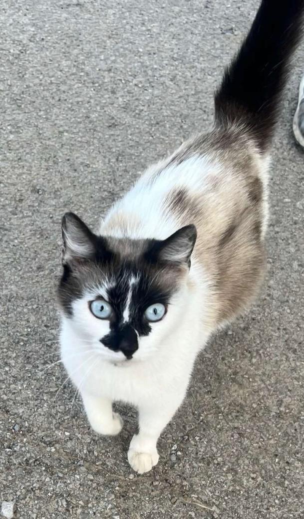 Iman, an adoptable Siamese, Snowshoe in Knoxville, TN, 37922 | Photo Image 1