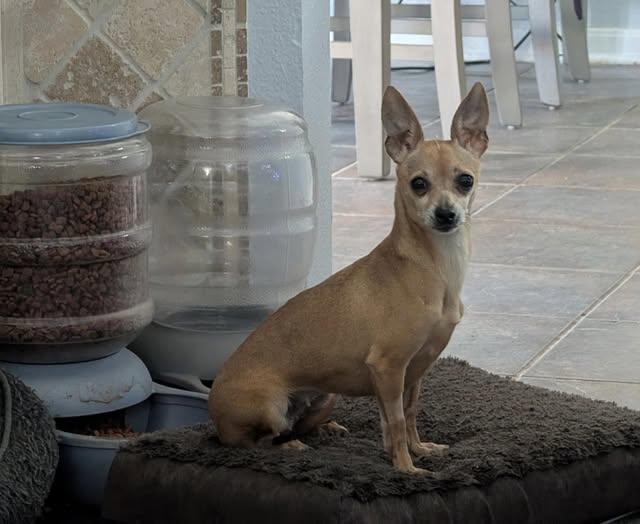 Gia, a Adoptable Chihuahua in Austin, TX image 1/4