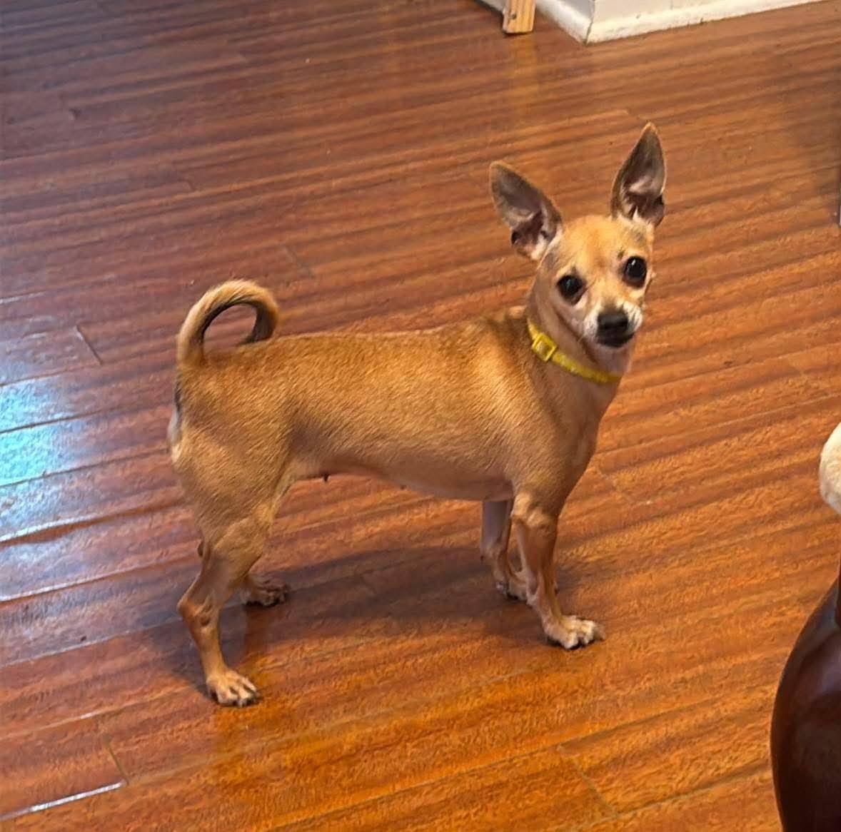 Enlarge Gia, a Adoptable Chihuahua in Austin, TX image 1/5