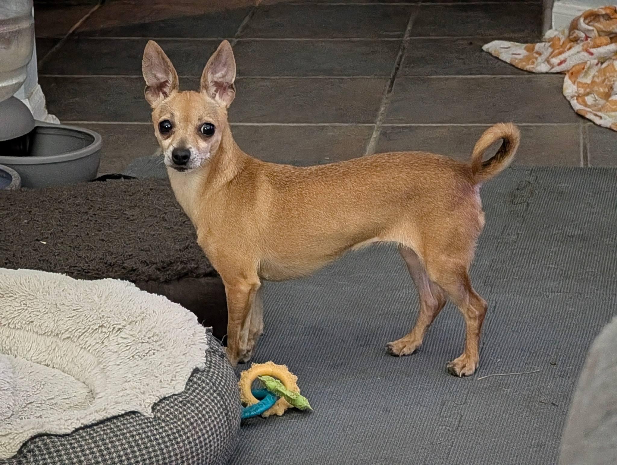 Gia, a Adoptable Chihuahua in Austin, TX image 2/4