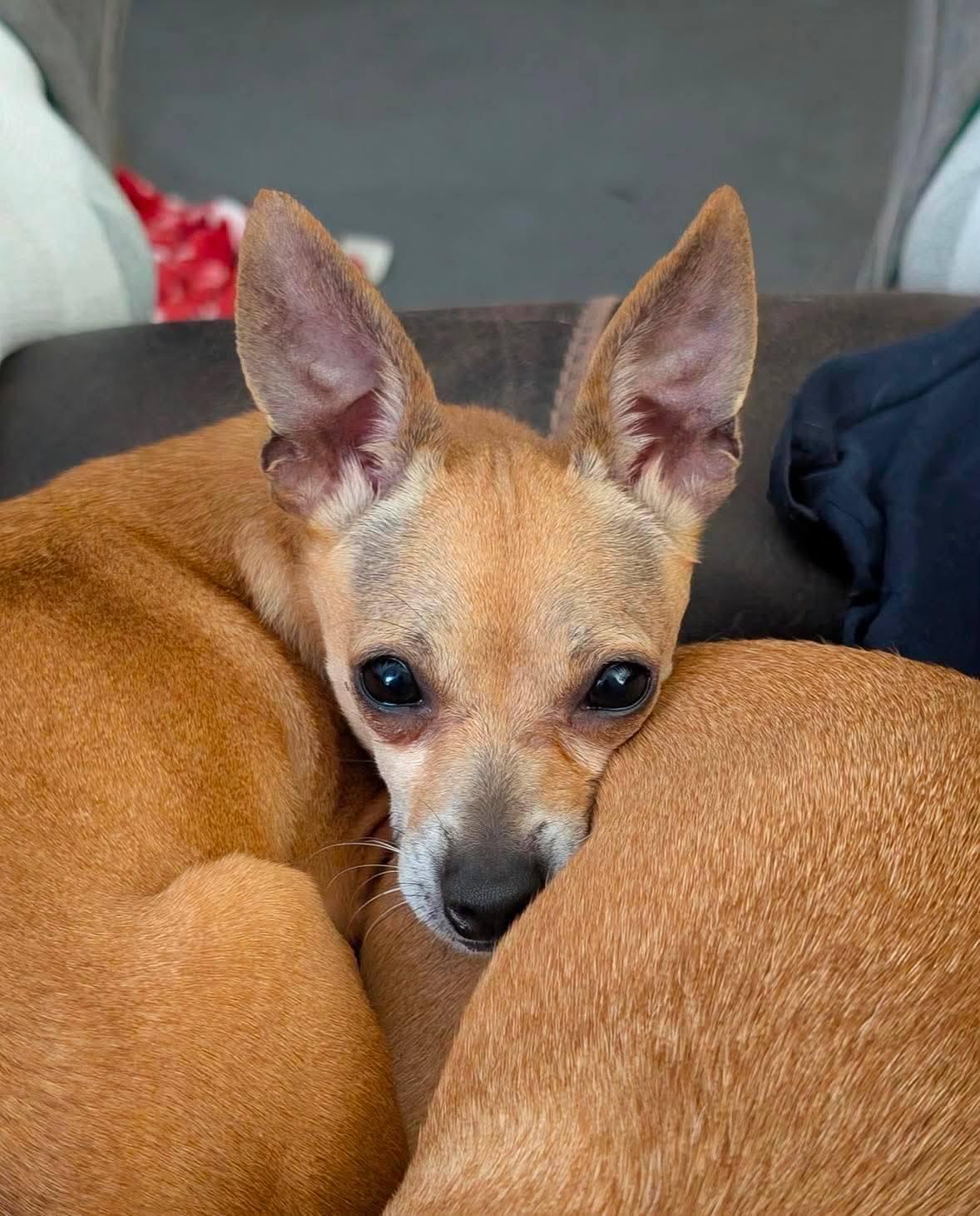 Enlarge Gia, a Adoptable Chihuahua in Austin, TX image 3/5