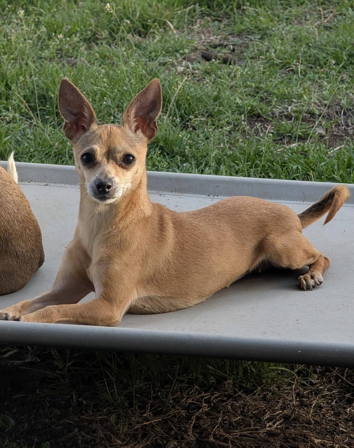 Gia, a Adoptable Chihuahua in Austin, TX image 3/4