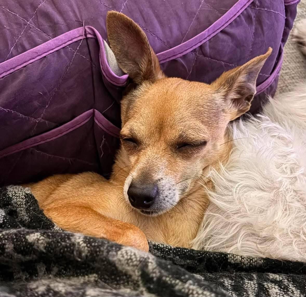 Enlarge Gia, a Adoptable Chihuahua in Austin, TX image 5/5