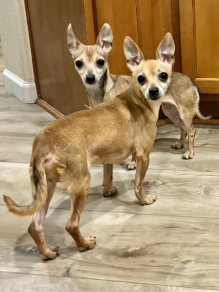 Gia, a Adoptable Chihuahua in Austin, TX image 4/4