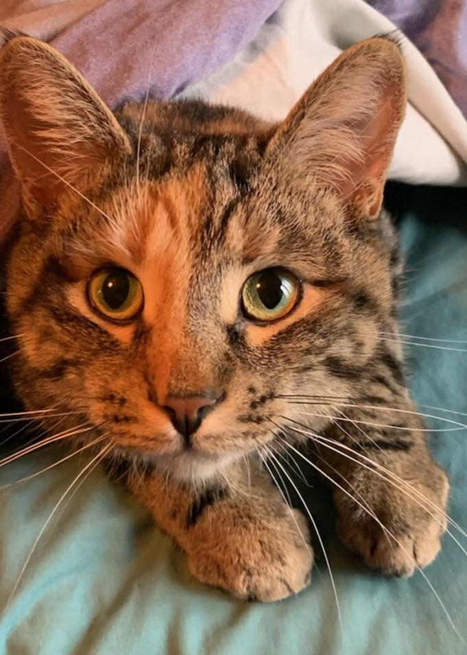 Tundra, Adult Female unknown