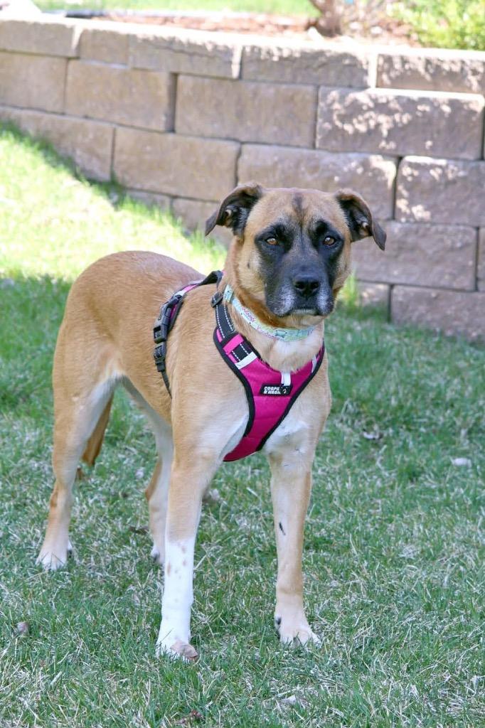 Daisy, a Adoptable mixed breed in Savage, MN image 1/6