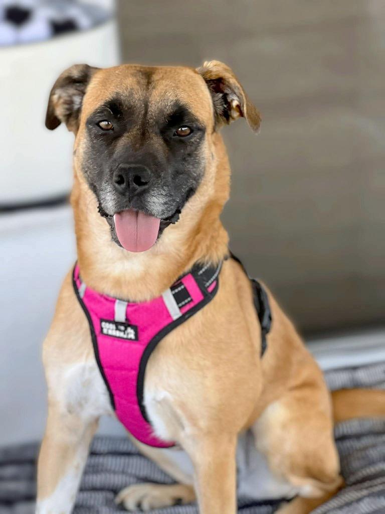 Daisy, a Adoptable mixed breed in Savage, MN image 2/6