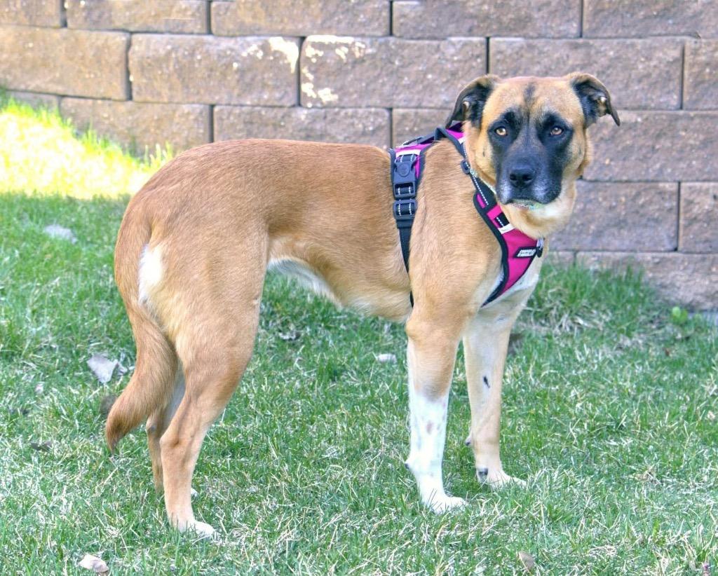 Daisy, a Adoptable mixed breed in Savage, MN image 3/6